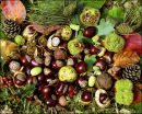 "Fruits of the Forest"